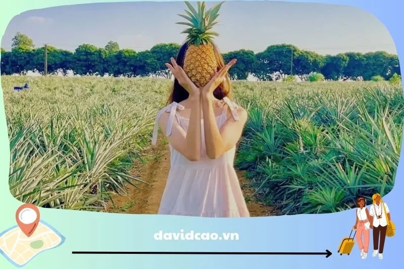Đồi dứa Tam Điệp