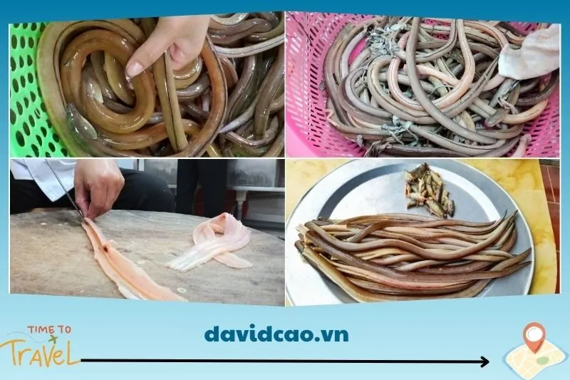 Cá nhệch: Nguyên liệu chính làm nên món gỏi đặc sắc