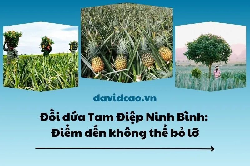 Đồi dứa Tam Điệp Ninh Bình: Điểm đến không thể bỏ lỡ 2025