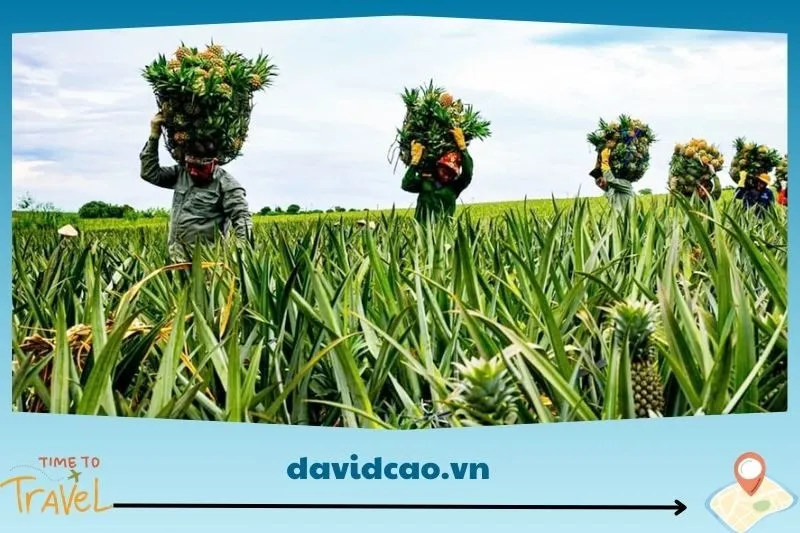 Đôi Nét Về Đồi Dứa Tam Điệp Ninh Bình